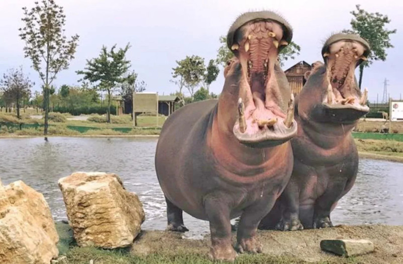 media.ravenna-parco_zoologico_safari_ravenna_1