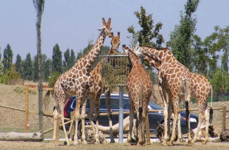 media.zoo-safari-ravenna-giraffe (1)